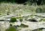 Lotusul rezistă! Omorât în rezervaţia lui, nufărul termal a 'înviat' pe un pârâu din Sânmartin (FOTO)