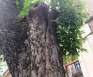Arbore în pericol de prăbușire, pe strada Tudor Vladimirescu din Oradea. Va fi tăiat