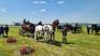 Peste 160 de cai și 41 de atelaje vor concura în acest weekend la Pășunea Berkeș