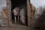DSVSA Bihor a identificat două noi focare de pestă porcină africană în județ