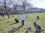 Spectacol inedit în Oradea: Câinii salvați din adăpost vor face un show, la Cetate